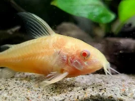 Do all albino corys school as long as they are the same color