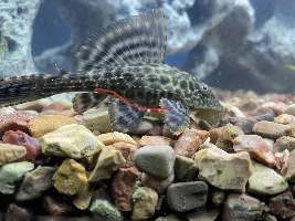 Pleco help
