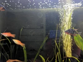 Firemouths not pairing up