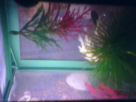 the inside of my net breeder