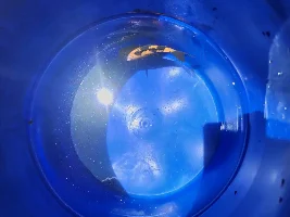 Help with koi