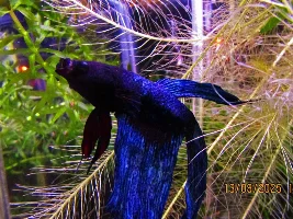 My (very) low-cost 7.92 gallons tank