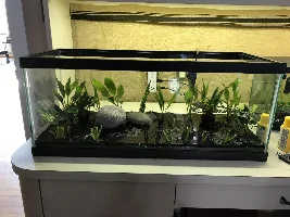 Twenty gallon long update