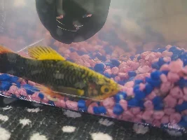 Poorly platy