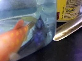 URGENT-My cichlid is swimming upside down.