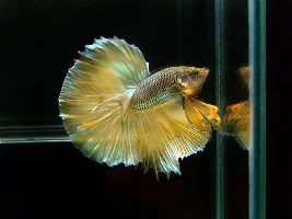 My New Gold Hm Betta