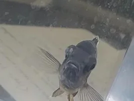 Cichlid's eye about to fall out due to bacterial infection