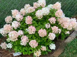 For Hydrangea Lovers Only…. They had