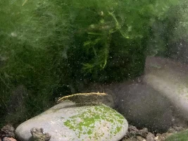 What type of shrimp