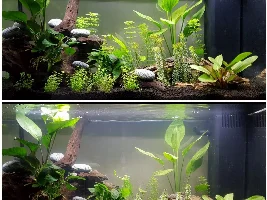 Newbie Planted Tank