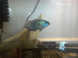Electric Blue Jack Dempsey Growth Journal :)