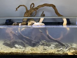ADA 60F v2.0