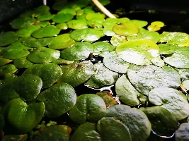 Aquascaper 20g