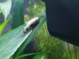 My Cory died after only 2 days and now I am worried that something is wrong with my tank!
