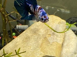 Show me your Fish!