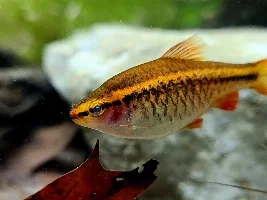 Photos of my barbs