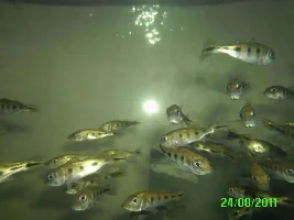 2" Peacock Bass (Cichla Occellaris) For Sale - Manchester