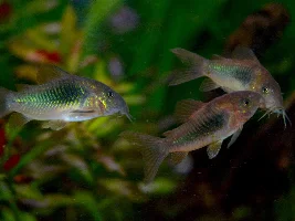 Cories, lots of cories.