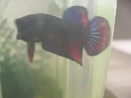 Betta Contest