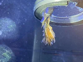 Betta sick?