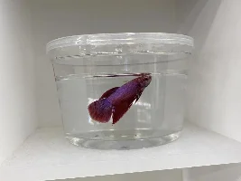 My yearly trip to petco