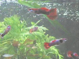 SHOW MY YOUR FISH