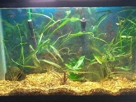 Aspirations for a 29gal tall.