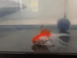 Can you help me to recover my fantail goldfish