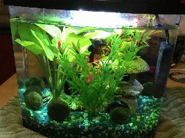 Is my tank over-decorated?