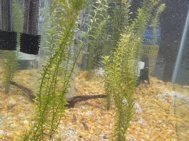 Corydoras wont stop dying