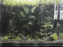 60L Paludarium