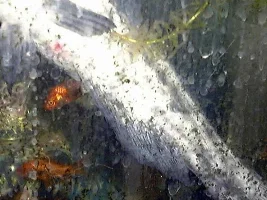 help-fish are dying fast