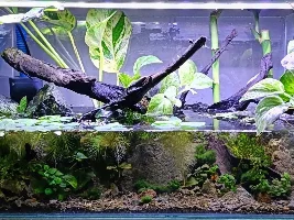 Trying something new - Low-tech Nano tank