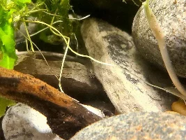 Loach Tank