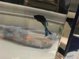 Betta was fine all afternoon but suddenly tore a large chunk out of his tail??