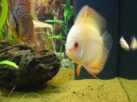 Latest addition