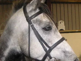 One Of My Horses