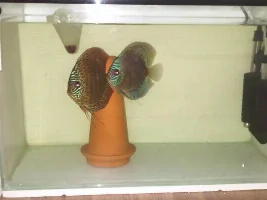 Breeding My Discus