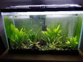 29 gal planted tetra tank.