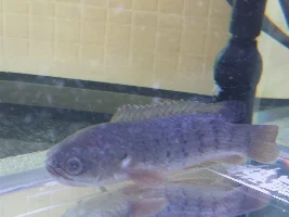 What species is my fish? And it has not eaten anything for a month!