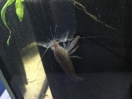 Vampire shrimp activated