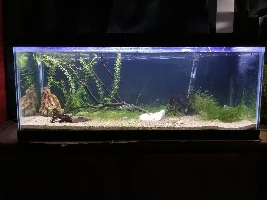 20g long rebirth!