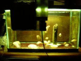 The Cool Fish.