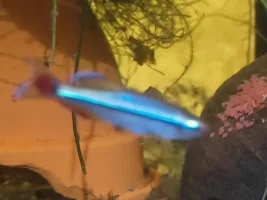 What species if this fish ?