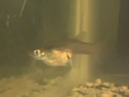 Maybe a stupid question, do fish have to breed with their own specie? Lol