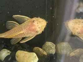 Bristlenose female or male?
