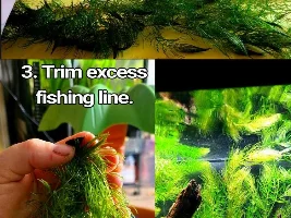 How do you plant stem plants without loosing your temper?