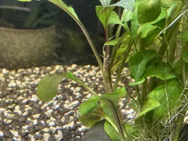 Black mould in tank