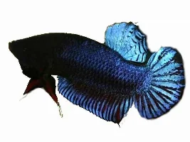 My fish after eSHa 2000