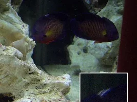 Marine Help